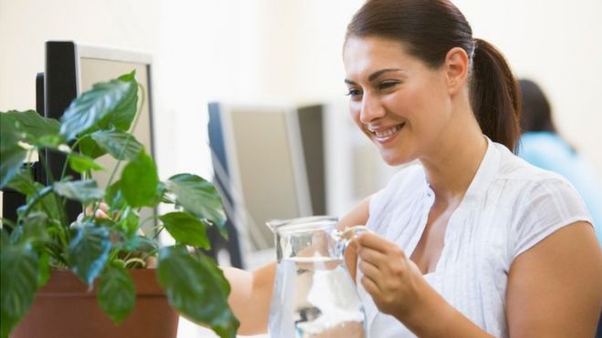 Una mujer con una jarra de agua y una planta sobre su escritorio, sonriendo