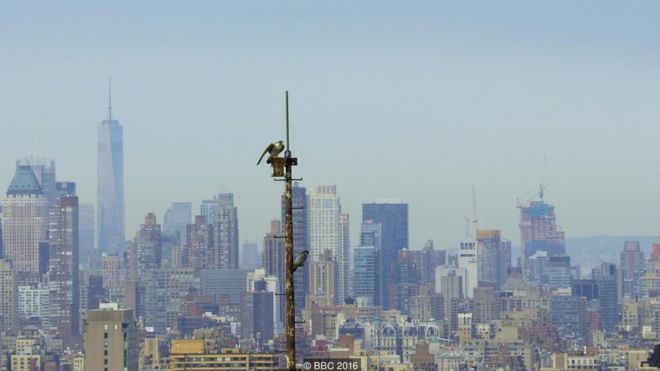 The highest concentration of nesting peregrines on the planet is in NYC. Skyscrapers act like cliffs and the city is filled with their favourite prey - pigeons