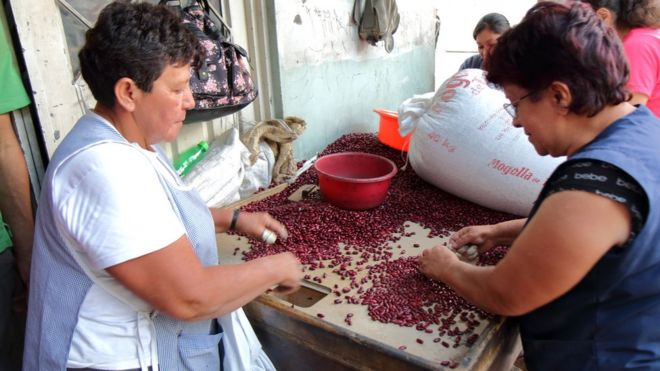 Mujeres seleccionan frijoles.