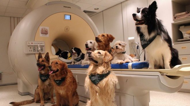 Perros junto al escáner de resonancia magnética.
