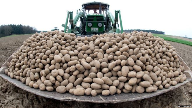 Stock photo of tractor with potatoes 19 April 2013
