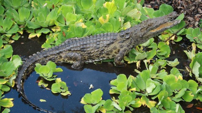 Crocodilo em pântano da Flórida