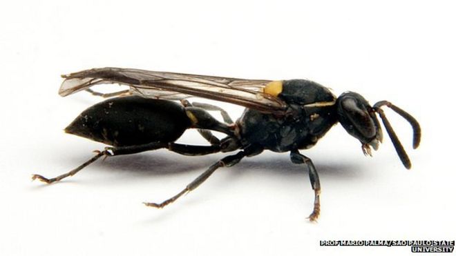 Wasp venom 'a weapon against cancer'