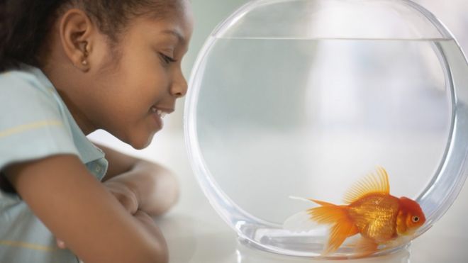 Girl looking at a goldfish