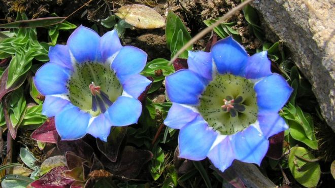 Gentiana flowers