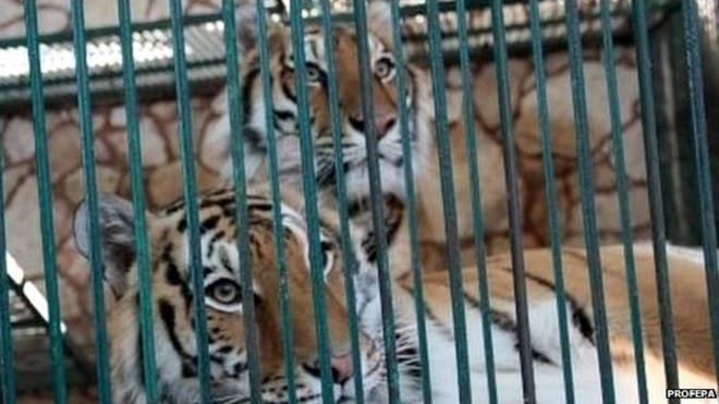 Tigers in a cage at the Club de los Animalitos