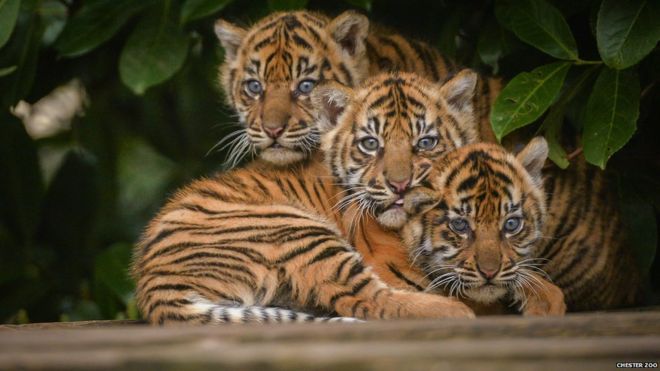 three sumatran tiger cubs