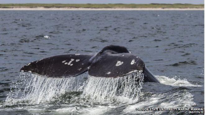 The Western North Pacific gray whale was once considered extinct