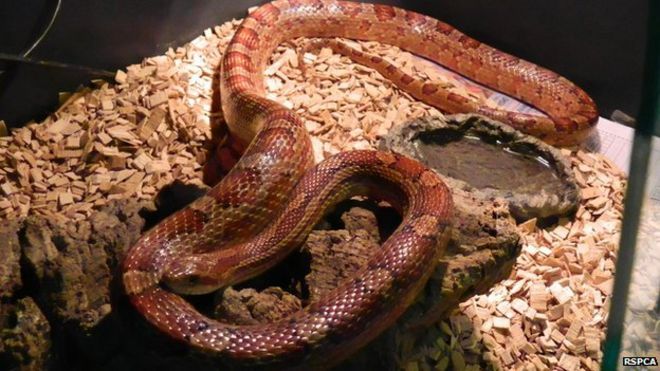 Corn snake found in Norfolk