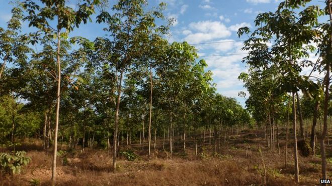 Protected areas are being lost to rubber plantations