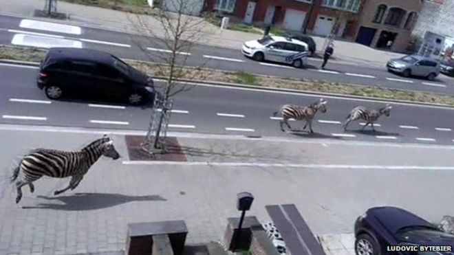 Zebras are pictured in Belgium after escaping from a local ranch