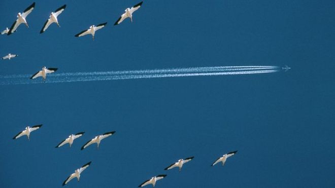 Birds and plane