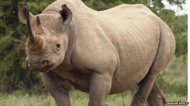 The threatened black rhino