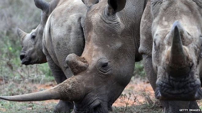 A family of White-Rhinos is seen on August 7, 2014 at the Ol Jogi rhino sanctuary