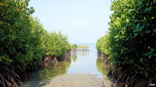 Mangrove forest, Sri Lanka (Image: Teng Wei)