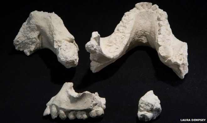 Australopithecus deyiremeda