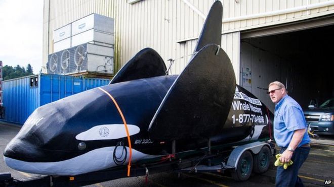 Fake orca in Astoria on 4 June 2015