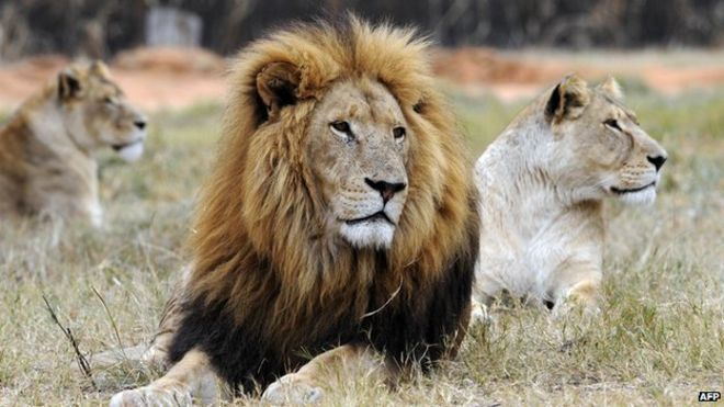 A lion and a lioness rest at Lion Park, near Pretoria, on June 29, 2010.