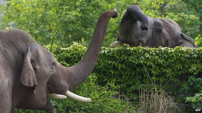 Elephants at a zoo in Leipzig (May 2015)