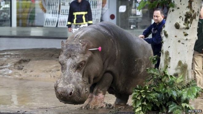 A man directs a hippopotamus after it was shot with a tranquilizer dart on a flooded street in Tbilisi, Georgia on 14 June 2015