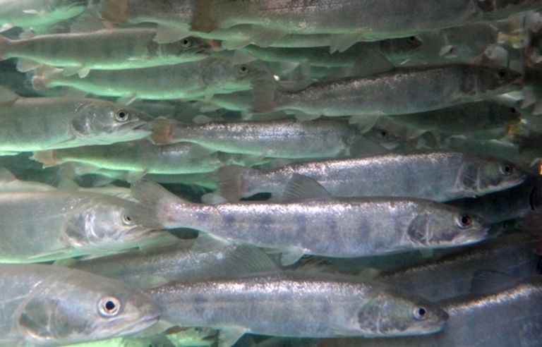 Danube salmon