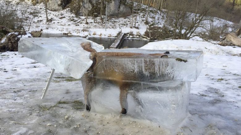 Fox frozen in ice