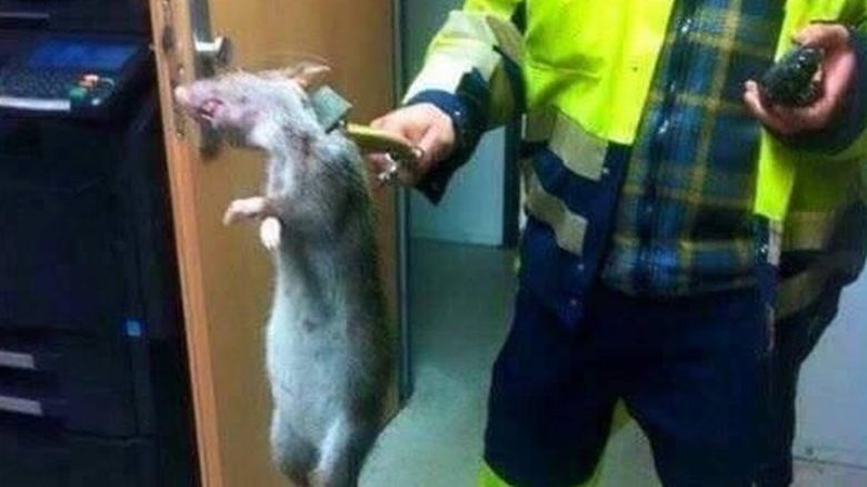Big rat held on a stick