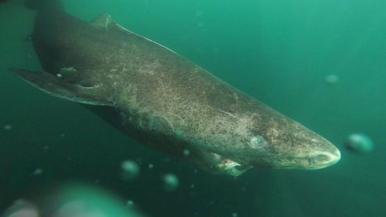 A Greenland shark