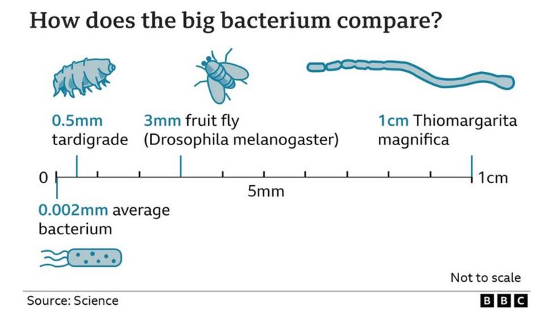 Bacterium As Big As An Eyelash Is The Largest Ever Discovered Bbc