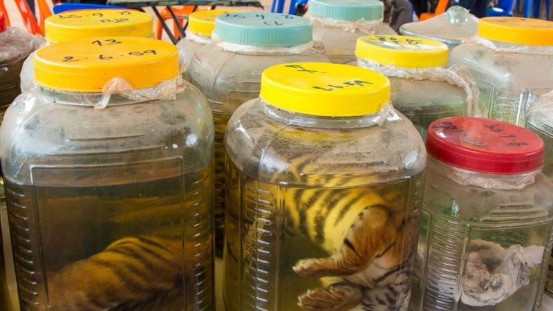 Thailand Tiger Farms Hunting The Traffickers BBC News