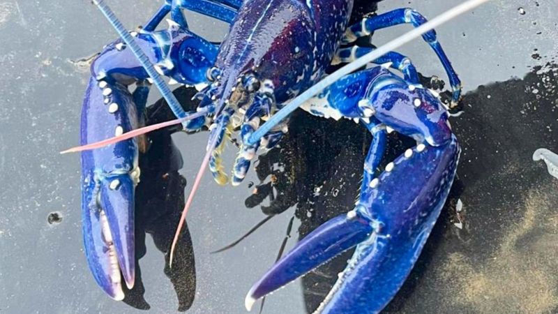 Blue Lobster Belfast Lough Fisherman Lands Rare Crustacean BBC News