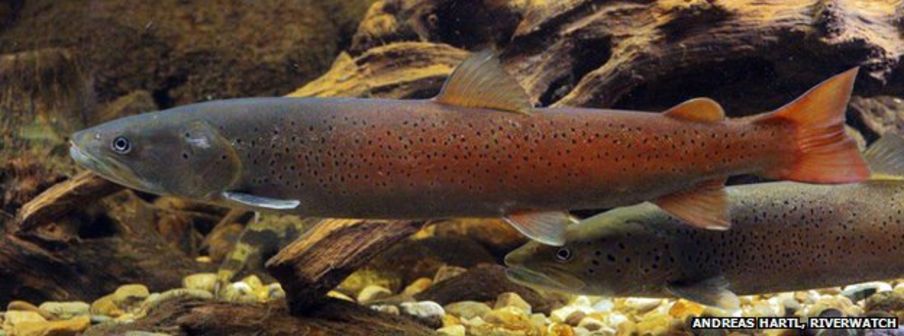 A Danube salmon