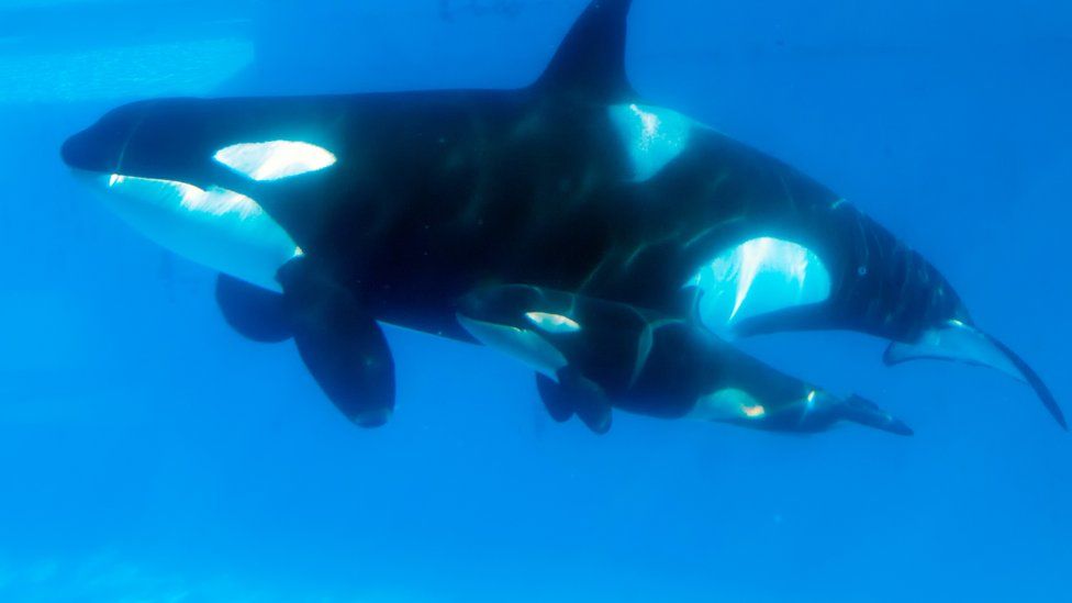 Kasatka the giant Orca whale has died at SeaWorld