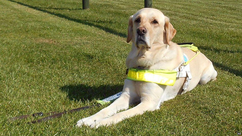 A guide dog