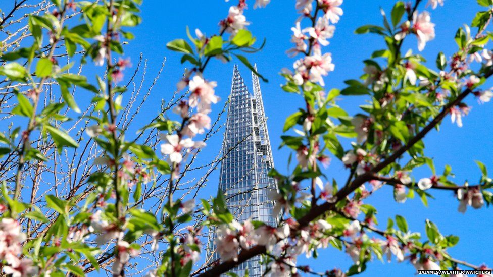 London Shard in blue skies, framed behind a pink blossom tree