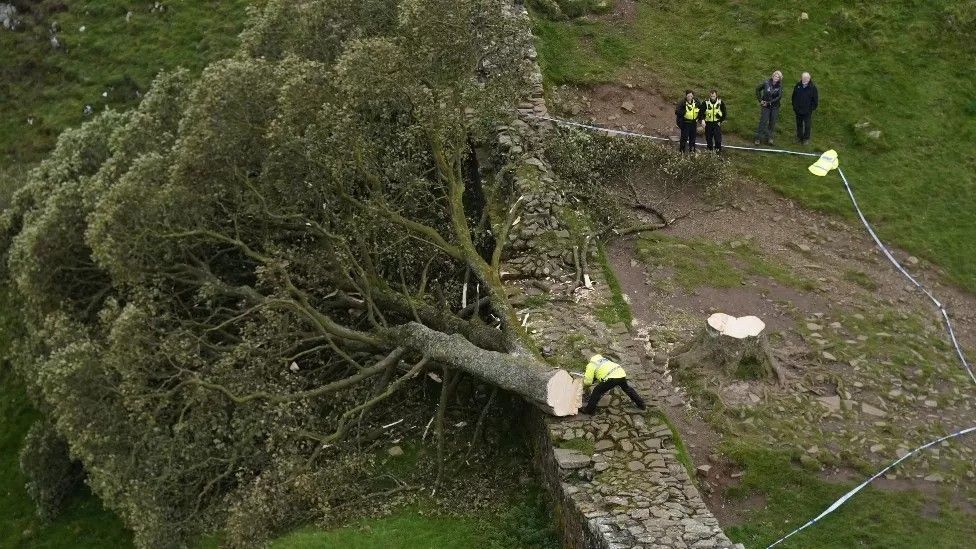 Sycamore Gap Man Pleads Not Guilty To Cutting Down Tree Bbc News