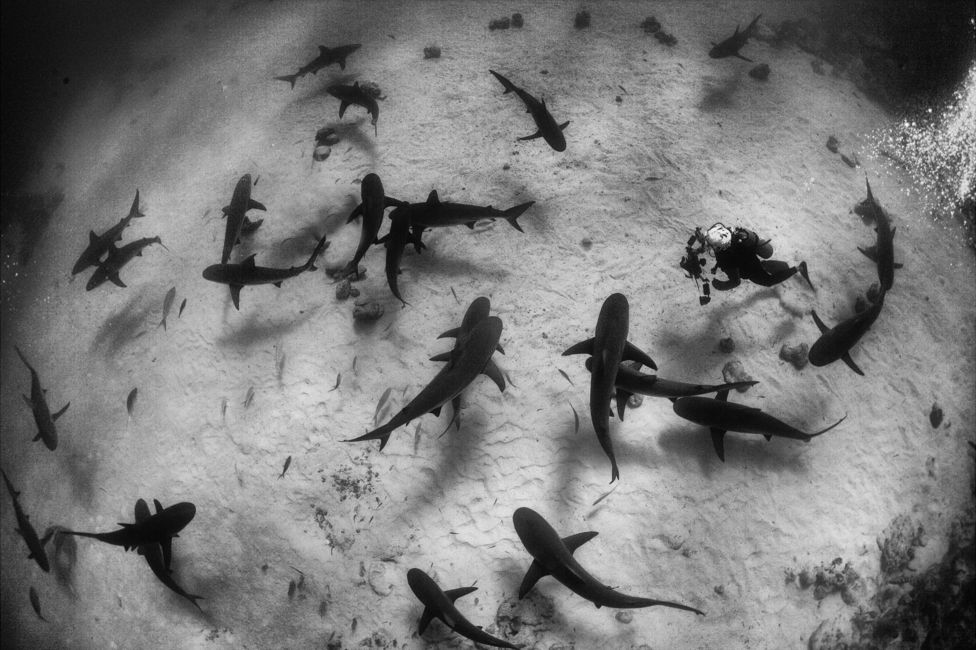 Caribbean reef sharks seen off Grand Bahama, The Bahamas