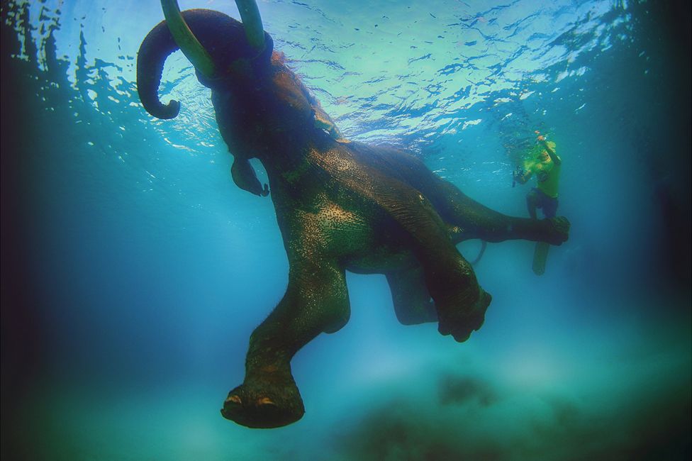 Elephant "Rajan" swimming off the Andaman Islands, India