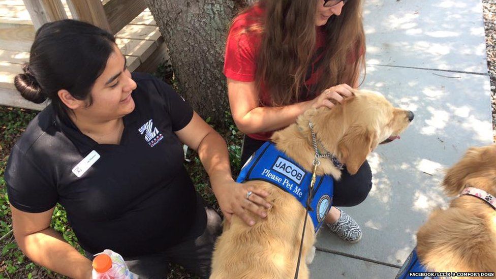 comfort dogs near me