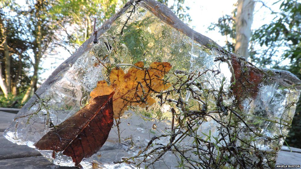 A piece of ice with foliage inside