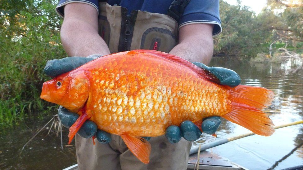 Hands holding a big goldfish