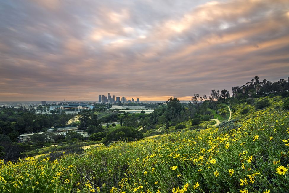 City Flowers by Brandon Yoshizawa