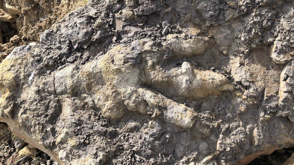 Largest Dinosaur Footprint Ever Found In Yorkshire According To