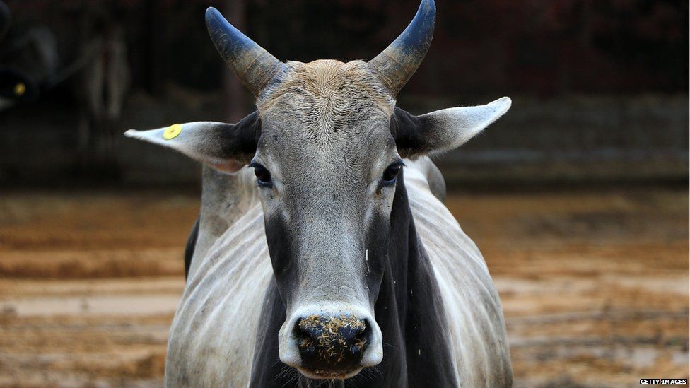 Cow