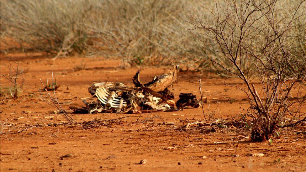 Animal corpses in Marsabit, Kenya