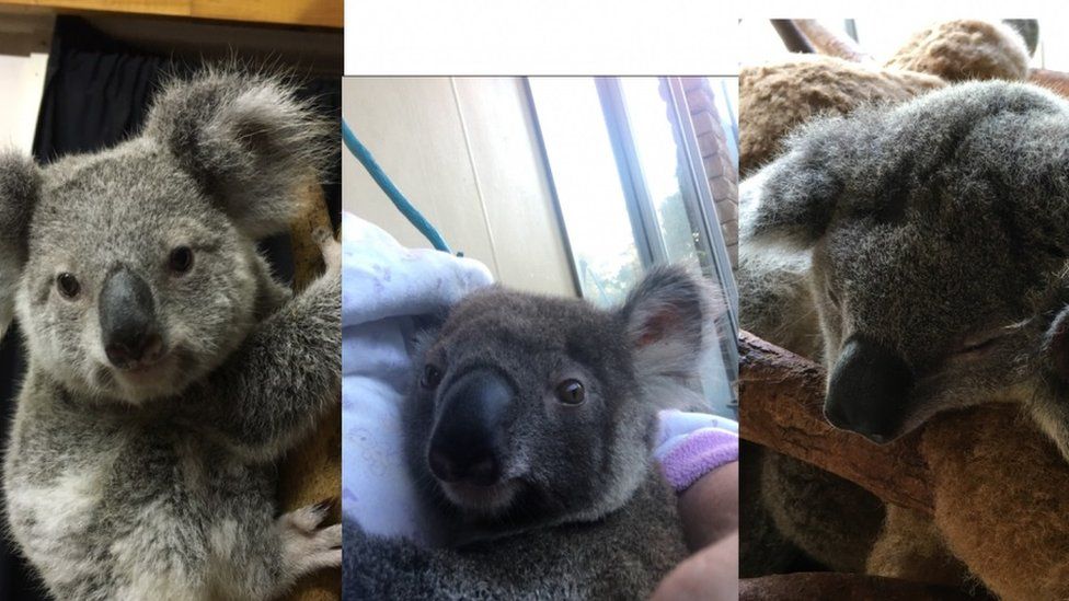 Koalas