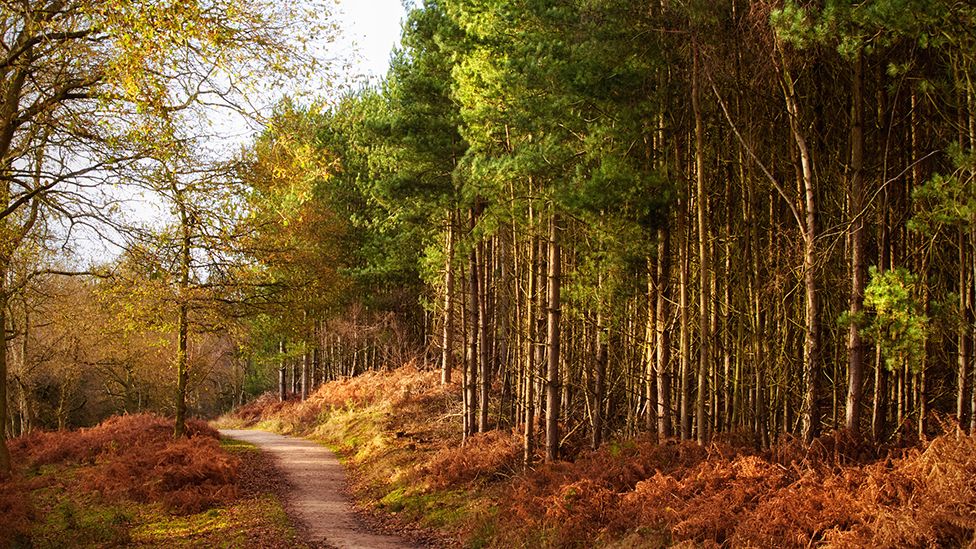 Cannock Chase Parking Fees Frozen Over Cost Of Living Bbc News