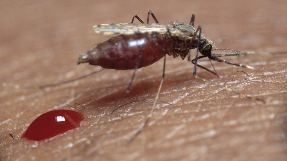 Mosquito feeding on cock