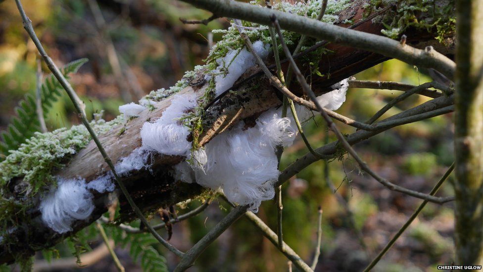 Ice that looks like hair in woodland