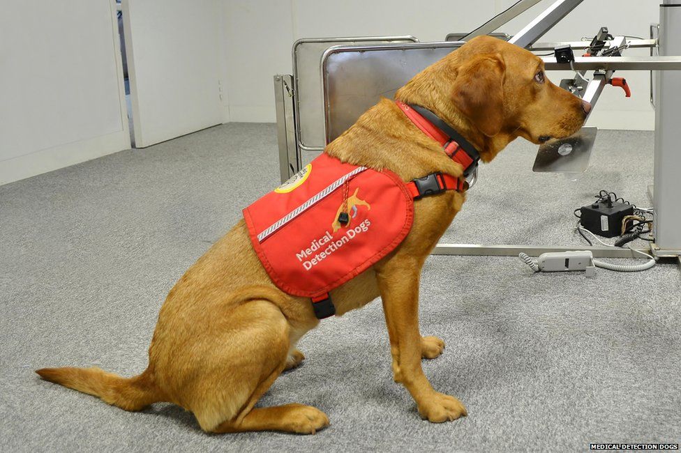 How do medical dogs smell cancer? BBC Newsbeat